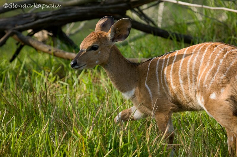 Young Kudu2 South Africa.jpg
