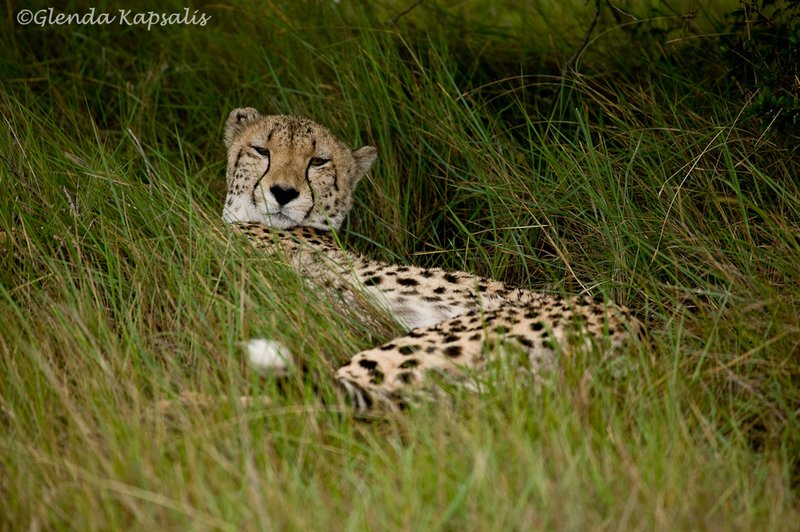 Young Leopard South Africa.jpg