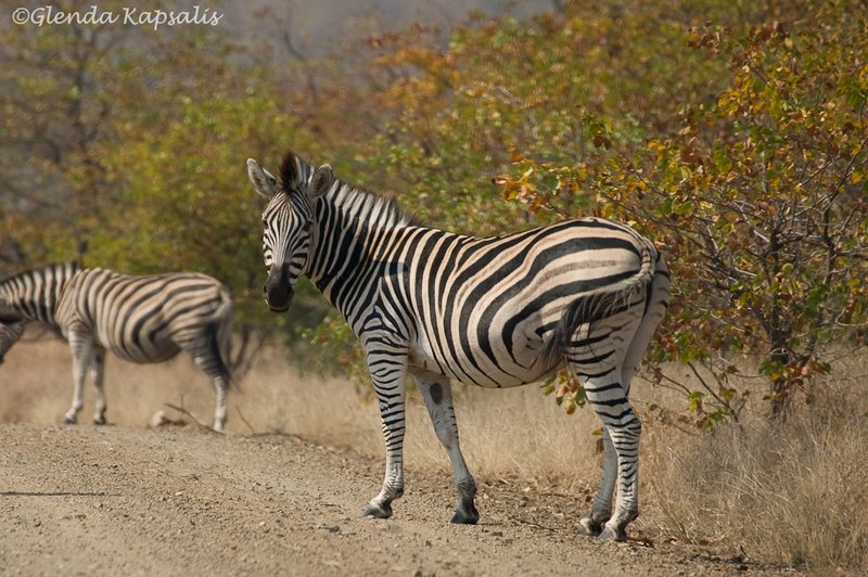 Zebra South Africa.jpg