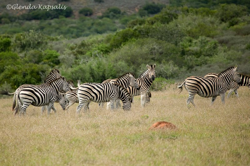 Zebras South Africa.jpg