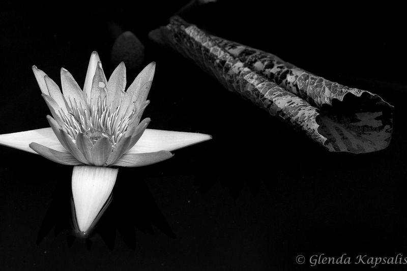 Ancient Wisdom bw.jpg