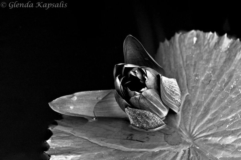 Another Opening bw.jpg