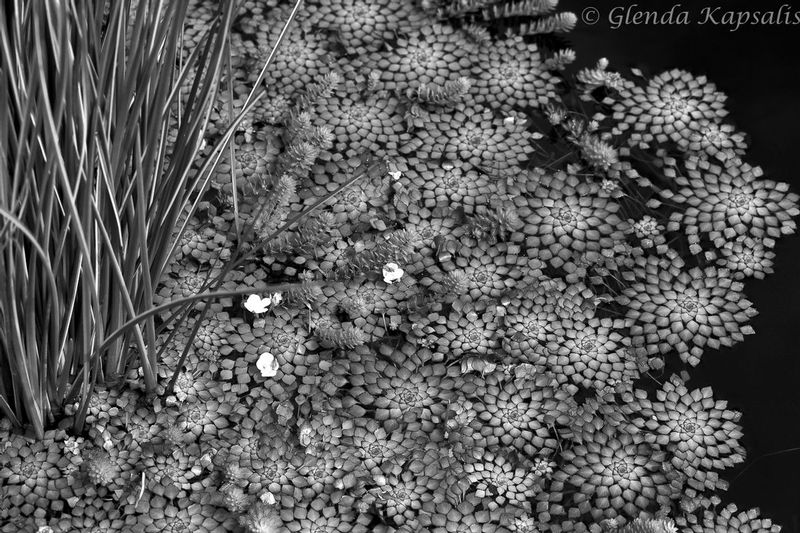 Pond Lace bw.jpg
