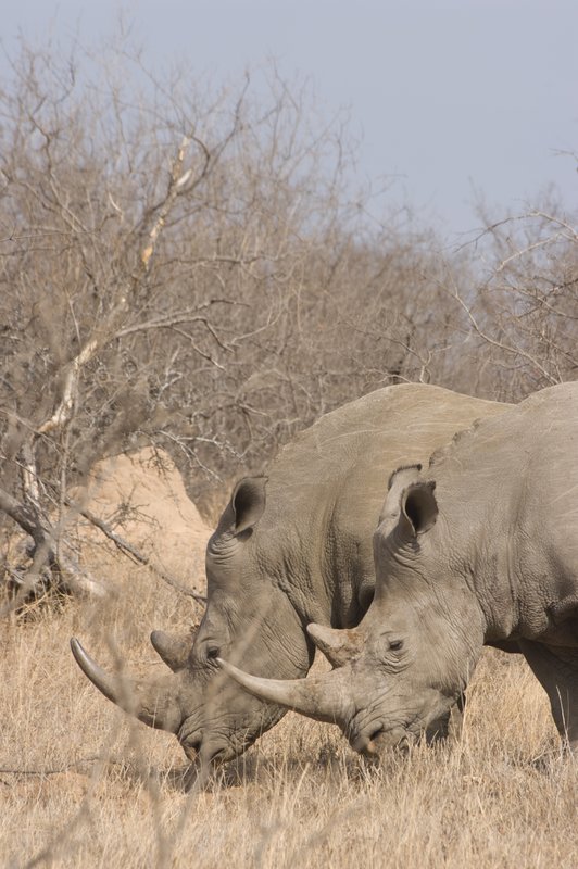 A Pair of Rhinos (SA2162).jpg