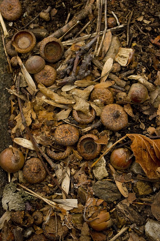 Acorns Appalachian Trail Virginia  (VA-3218-2).jpg