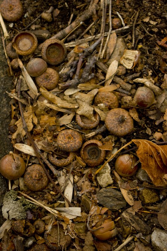 Acorns Appalachian Trail Virginia (3218).jpg