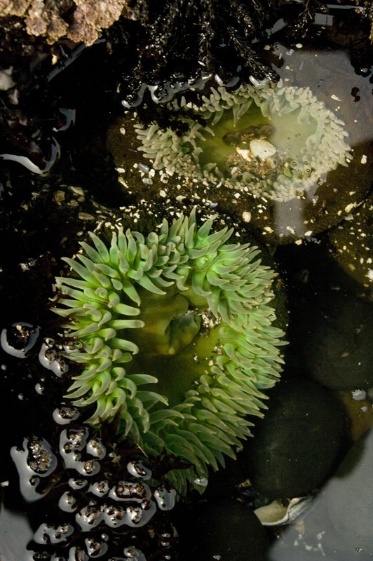 Anemone 48051.jpg
