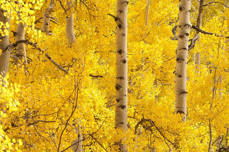 Aspen Leaves in Fall Owl Creek Pass Colorado (CO-74575).jpg