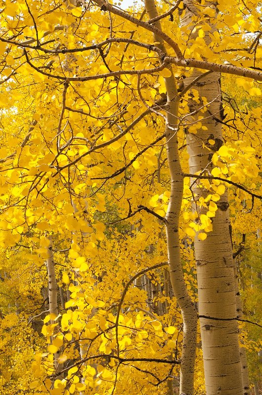 Aspen Tree Fall Owl Creek Pass Colorado (CO-74579).jpg