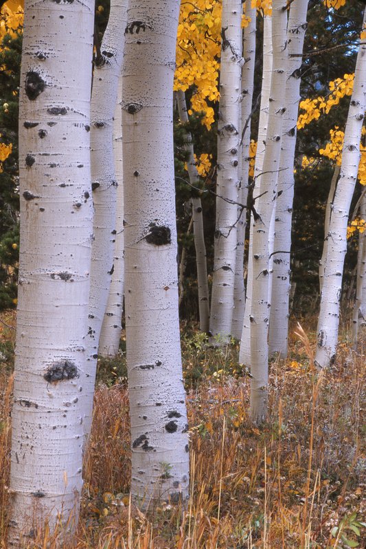 Aspen Tree Trunks Front Range Colorado.jpg