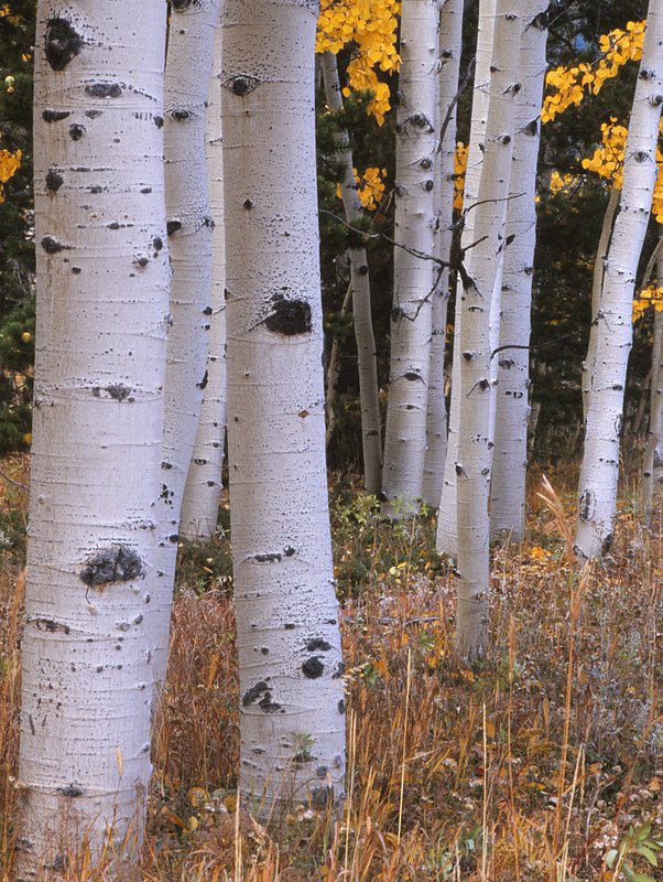 Aspen boles autumn Colorado.jpg