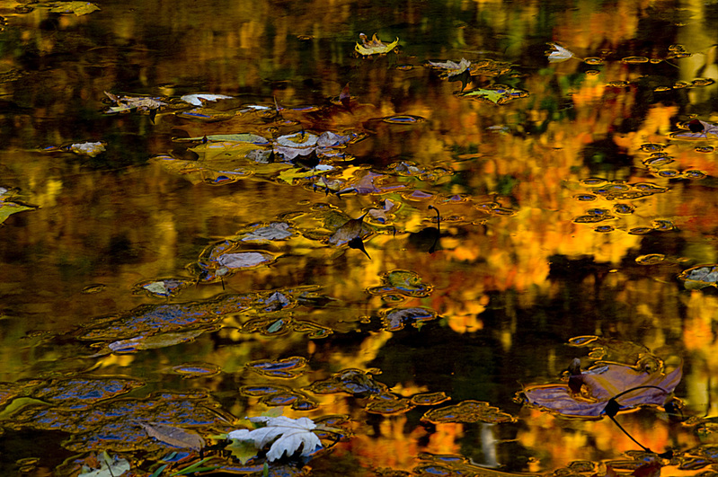 Autumn Kaleidascope_5849_Chang(1).jpg