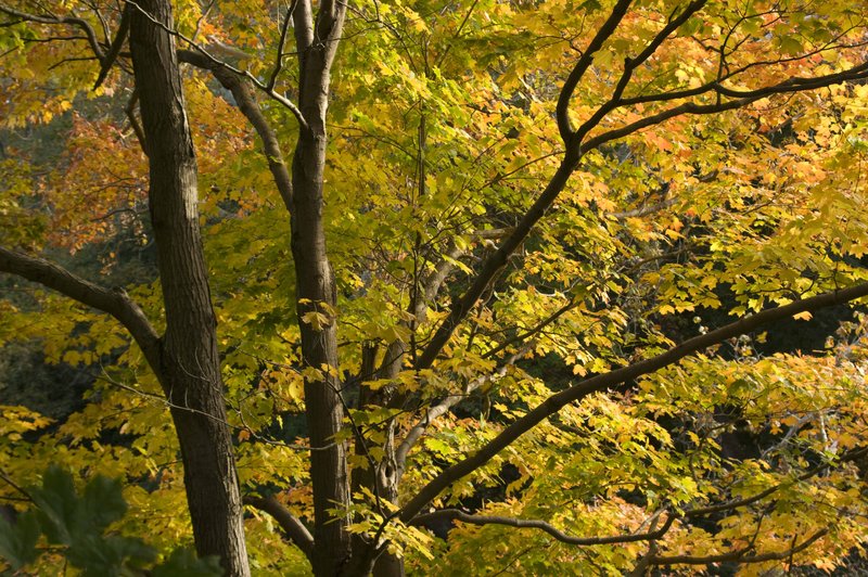 Autumn Maples Wildcat Creek Indiana.jpg