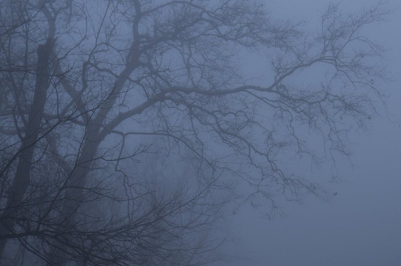 Bare Trees in Fog Wildcat Creek Indiana (77668).jpg