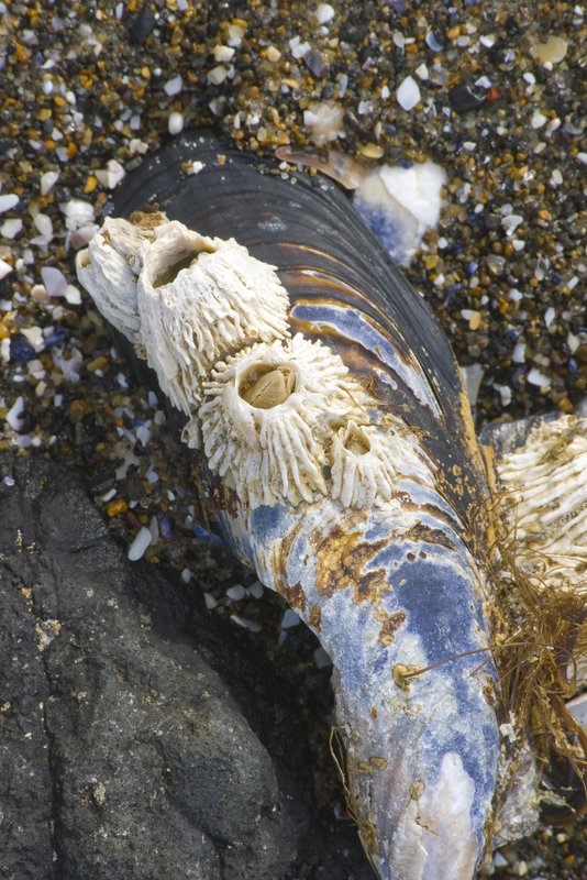 Barnacles on Mussel Shell Oregon 3513.jpg