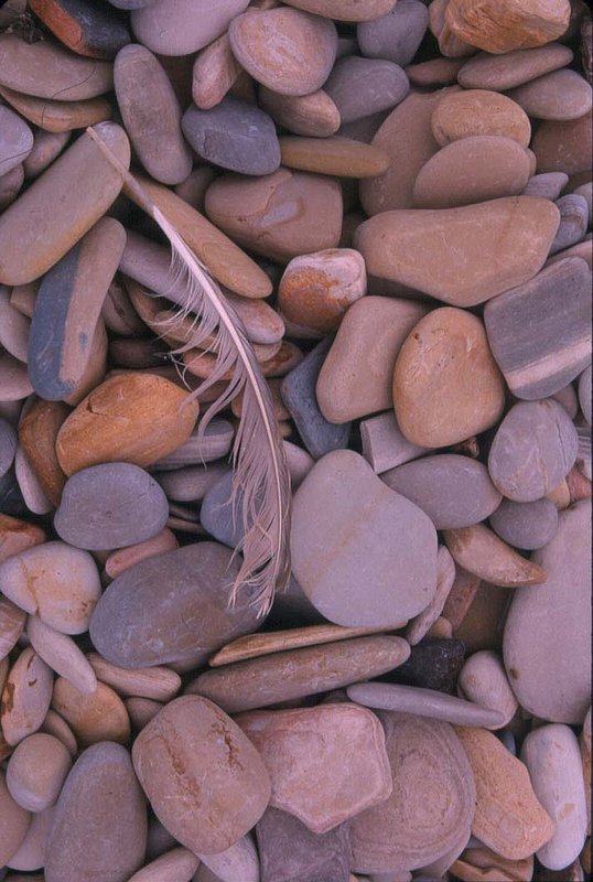 Beach cobble . feather Moro Bay CA.jpg