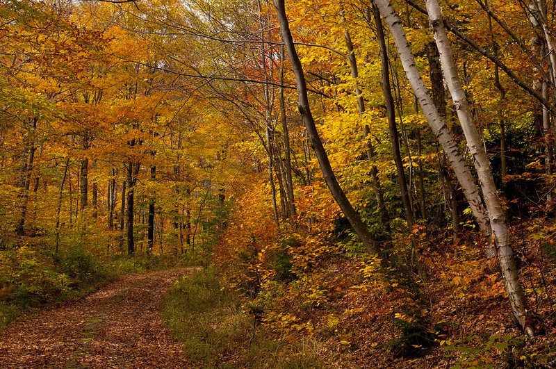 Birches Dirt Road Lincoln Notch Vermont (VT-75115).jpg