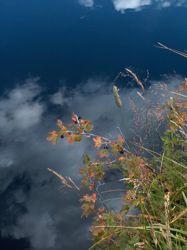 Blackberries and Pond Colorado (1209).jpg