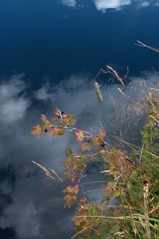 Blackberries and Pond Rocky Mountain National Park  1209.jpg