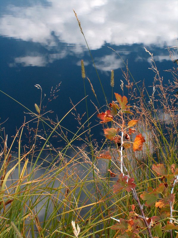 Blackberries and Pond, Rocky Mountain NP, Colorado (HPIM1211).jpg