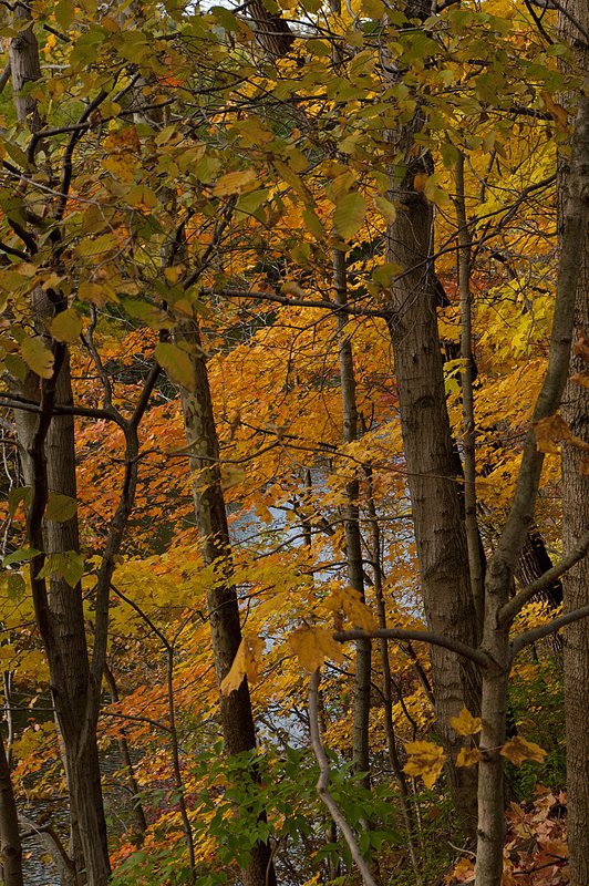 Blue Water Fall Colors Wildcat Creek Indiana 5933-1.jpg