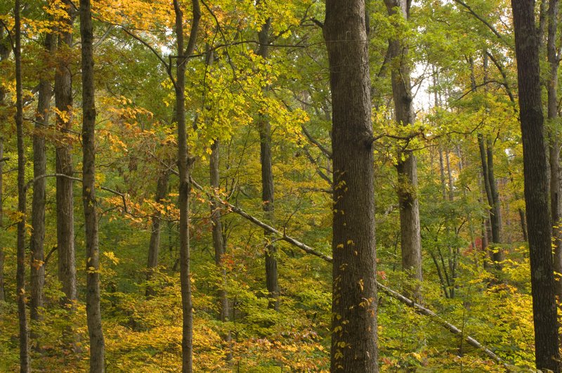 Brown County Fall Colors Indiana.jpg
