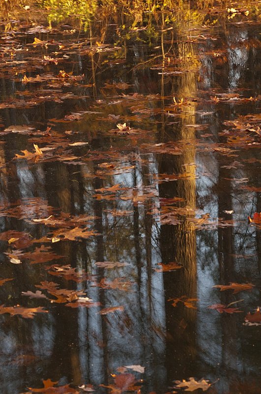 Brown County Tree and Pond Indiana 77309-2.jpg