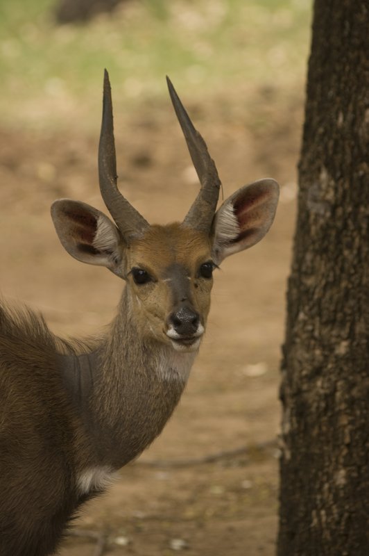 Bush Buck Male.jpg