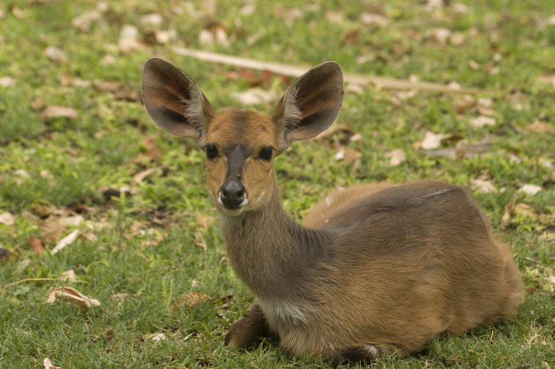 Bush Buck female.jpg
