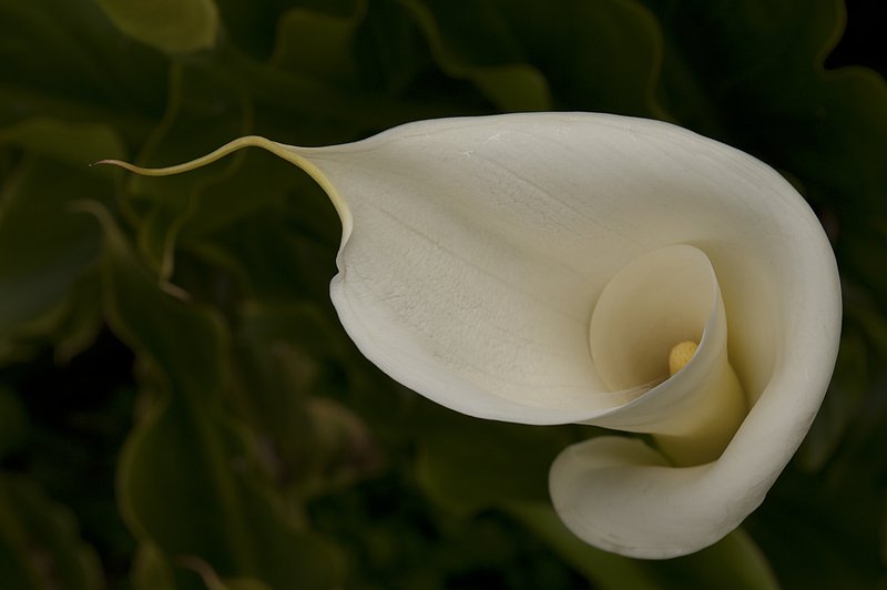 Calla Lily Fort Ross California 74807.jpg