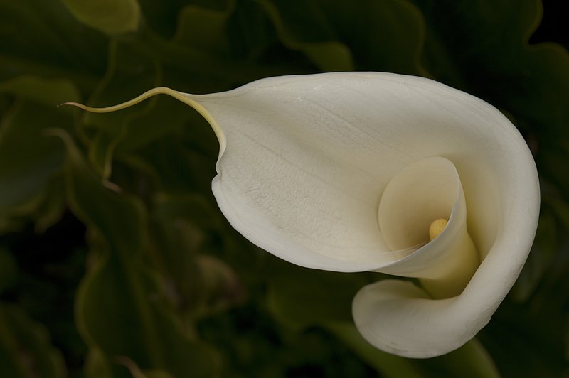 Calla Lily Fort Ross California CA-74807.jpg