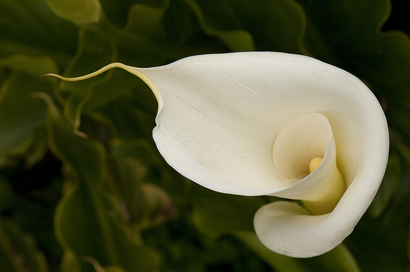 Calla Lily PEK74807sl_Chang(1).jpg
