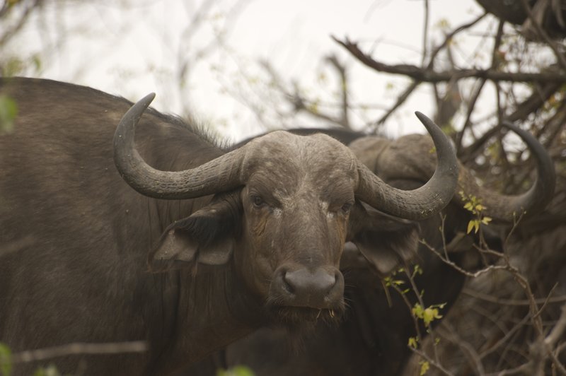 Cape Buffalo.jpg
