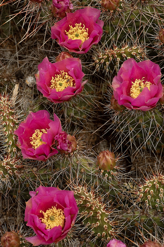 Claret Cup Cactus Canyonlands NP IMGP9159.jpg :: Claret Cup Cactus Canyonlands NP Utah IMGP-9159