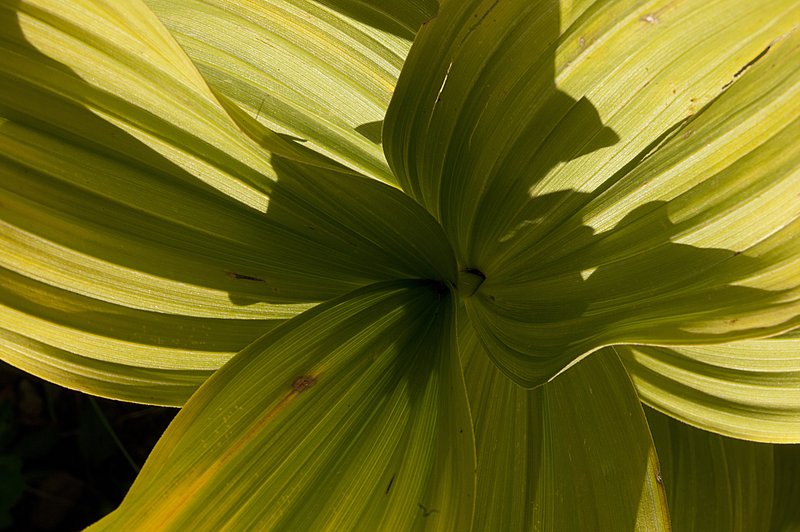 Corn Lily San Juan Mountains Colorado PEK70962-1.jpg