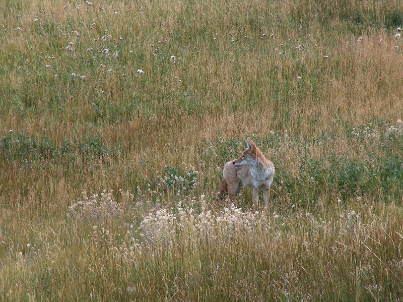 Coyote in Meadow Rocky Mountain National Park (DAN-0008).jpg