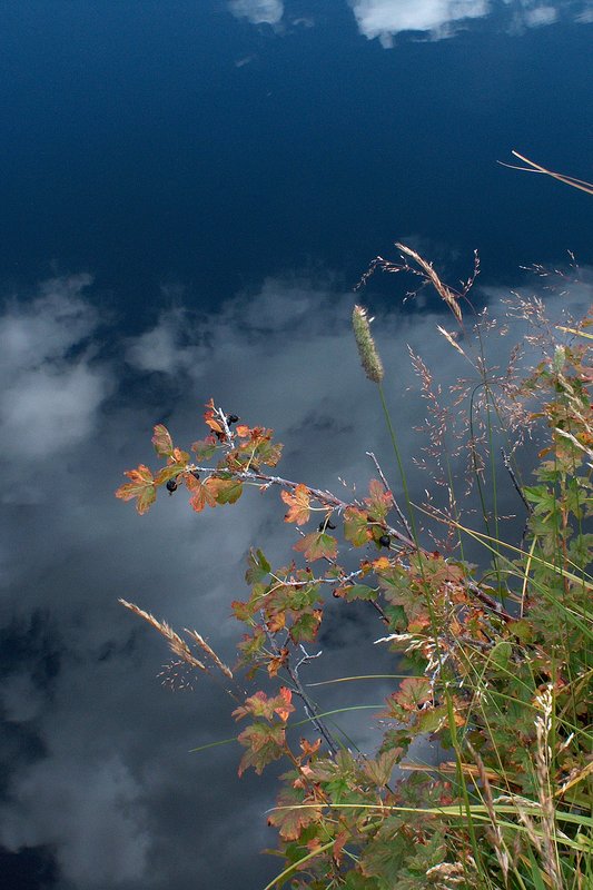 Currants and Pond Rocky Mountain National Park HPIM1209.jpg