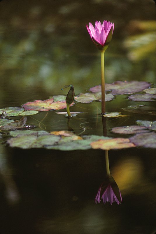 Damsel Fly and Lotus Hawaii (HI-0005).jpg