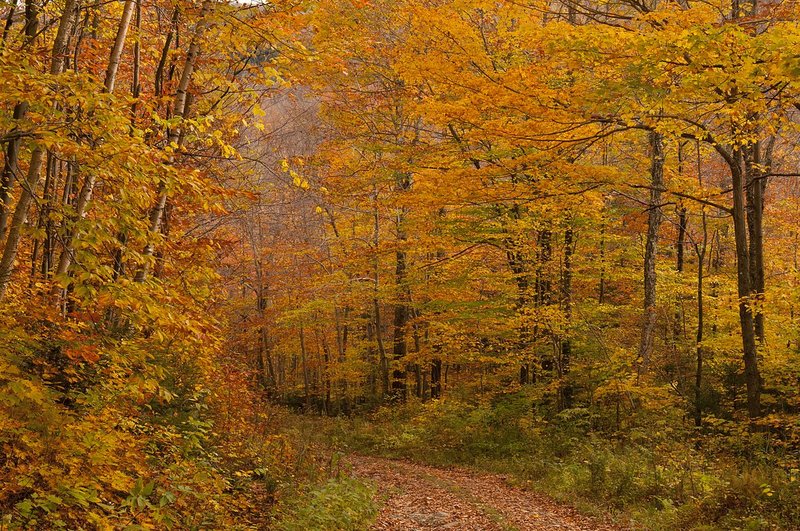 Dirt Road Fall Lincoln Notch Green Mountains Vermont (VT-75097s).jpg