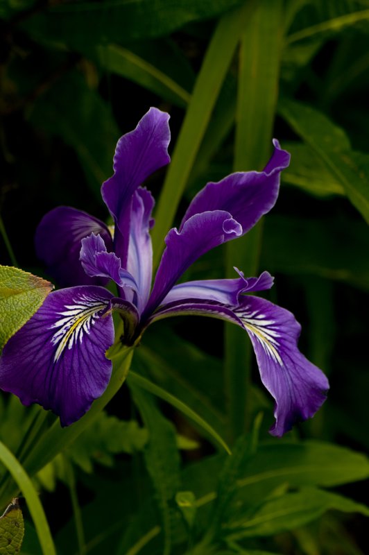 Douglas Iris Yaquina Head Oregon.jpg