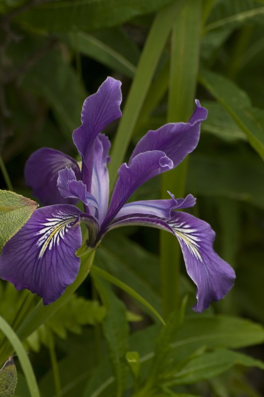 Douglas Iris.jpg