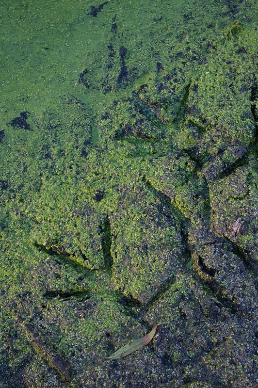 Egret footprints Celery Bog  W Lafayette IN (DIN-0408).jpg