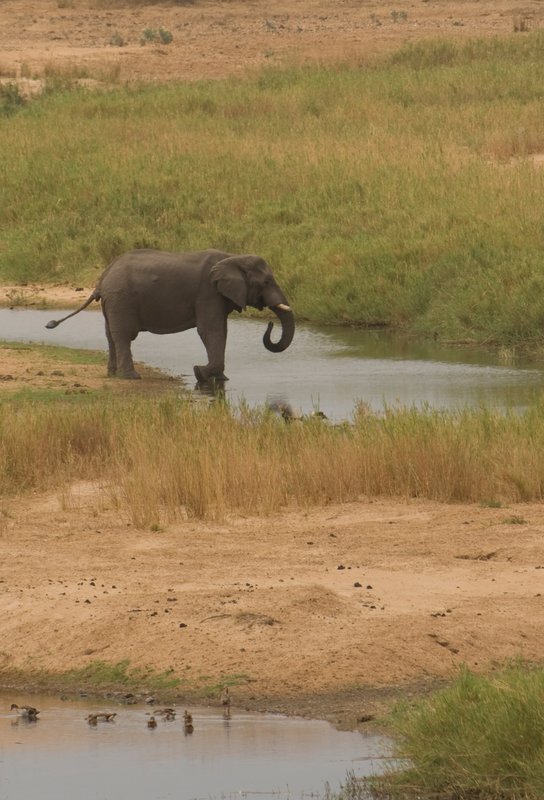 Elephant Drinking at the Letaba River.jpg