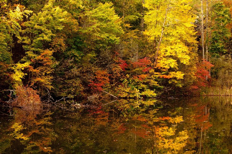 Fall Colors Pond Great Smokies (GS-76136).jpg