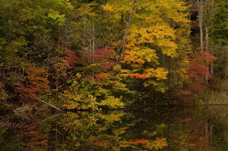 Fall Colors in Pond Great Smokies (GS-76132n).jpg