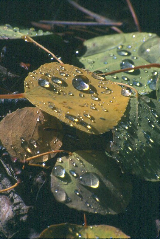 Fallen leaves raindrops Colorado.jpg