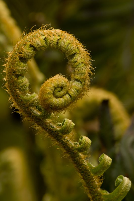 Fern Fiddlehead 4114.jpg