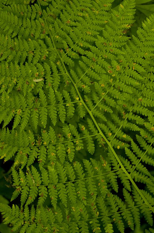 Fern Pattern Cape Perpetua Oregon 8033-1.jpg