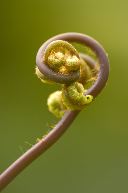 Fern fiddlehead Oregon 1784-1.jpg