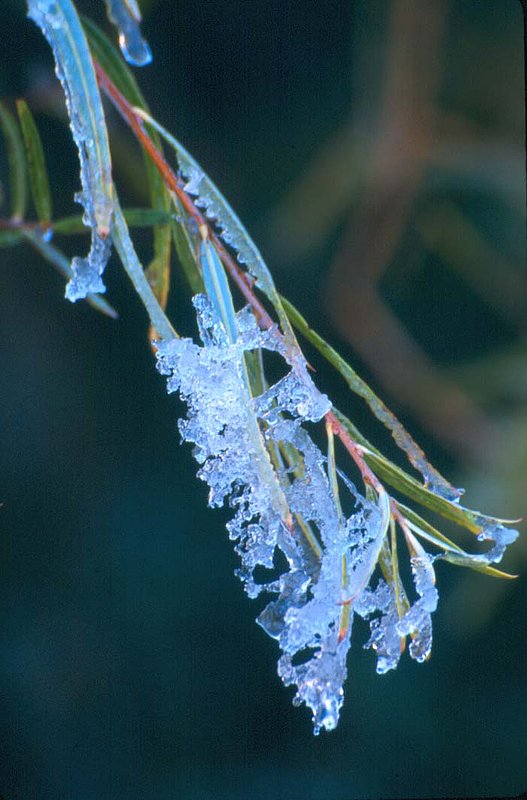 First frost . willow leaves Colorado.jpg
